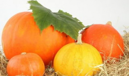 吃瓜南瓜被爆料怎么办,如何应对网络舆论风暴